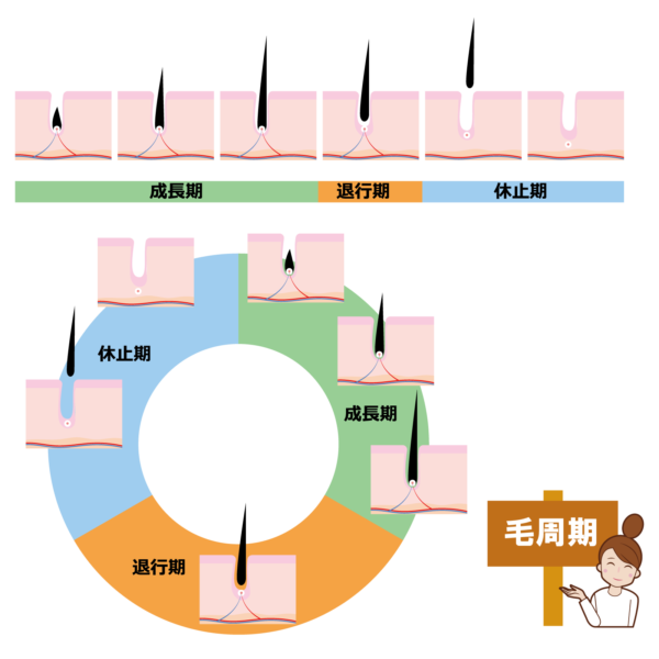 家庭用脱毛器は毎日照射すると効果が高くなる？適切な使用頻度にはきちんと理由があった！